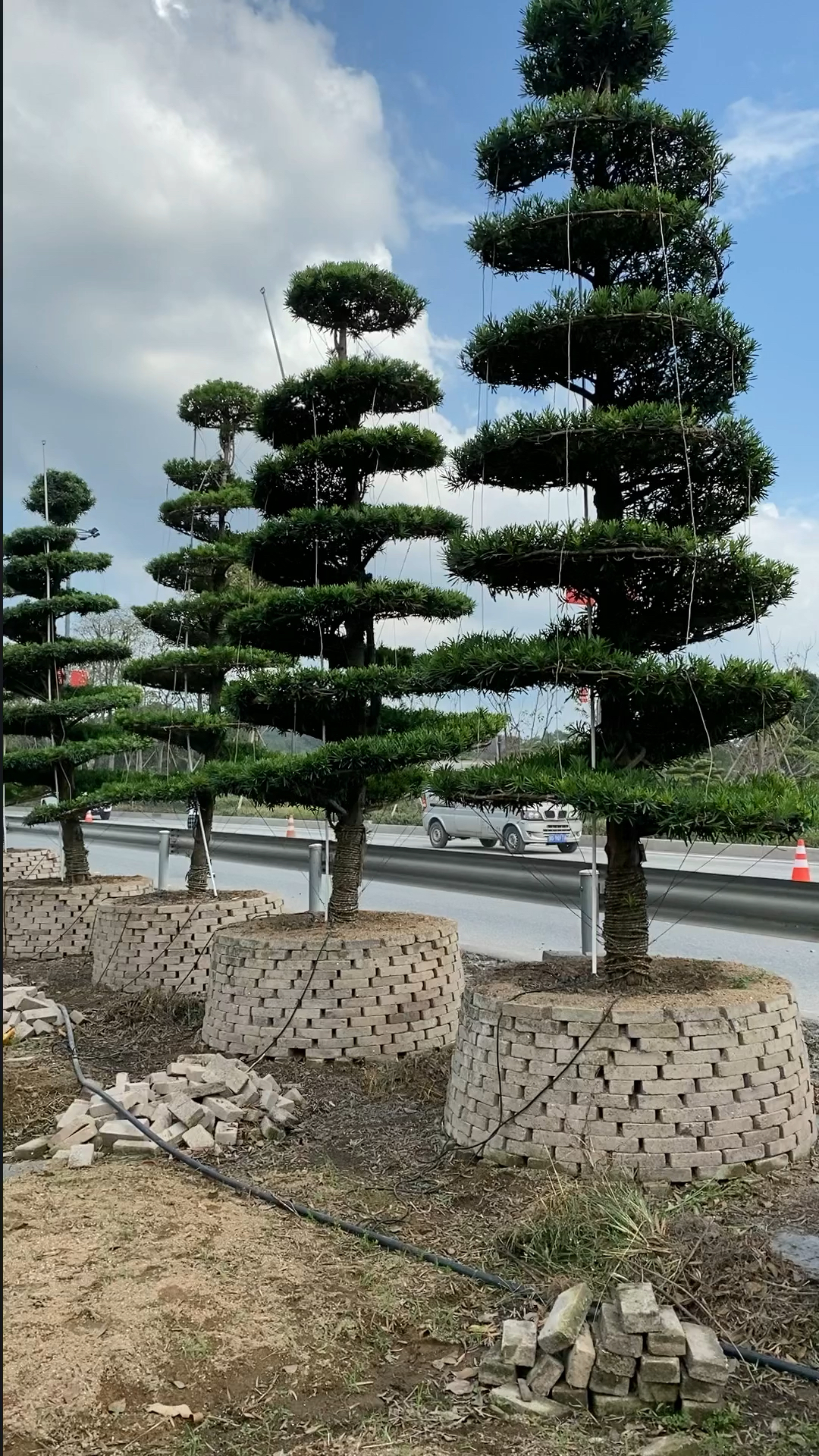 宝塔造型罗汉松