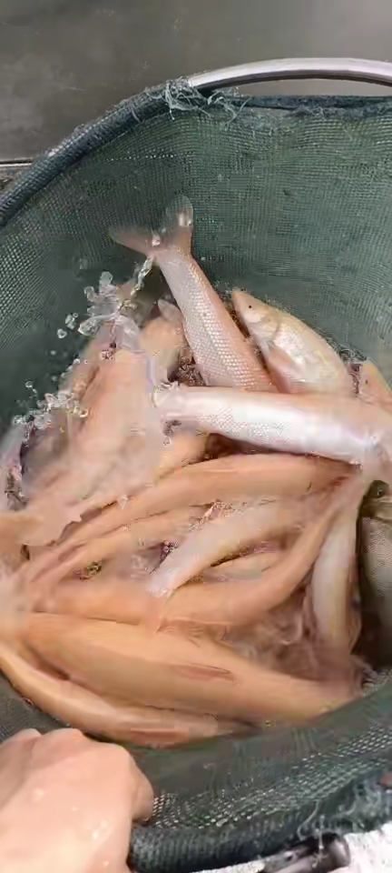 春日野餐好去处#红眼招财鱼