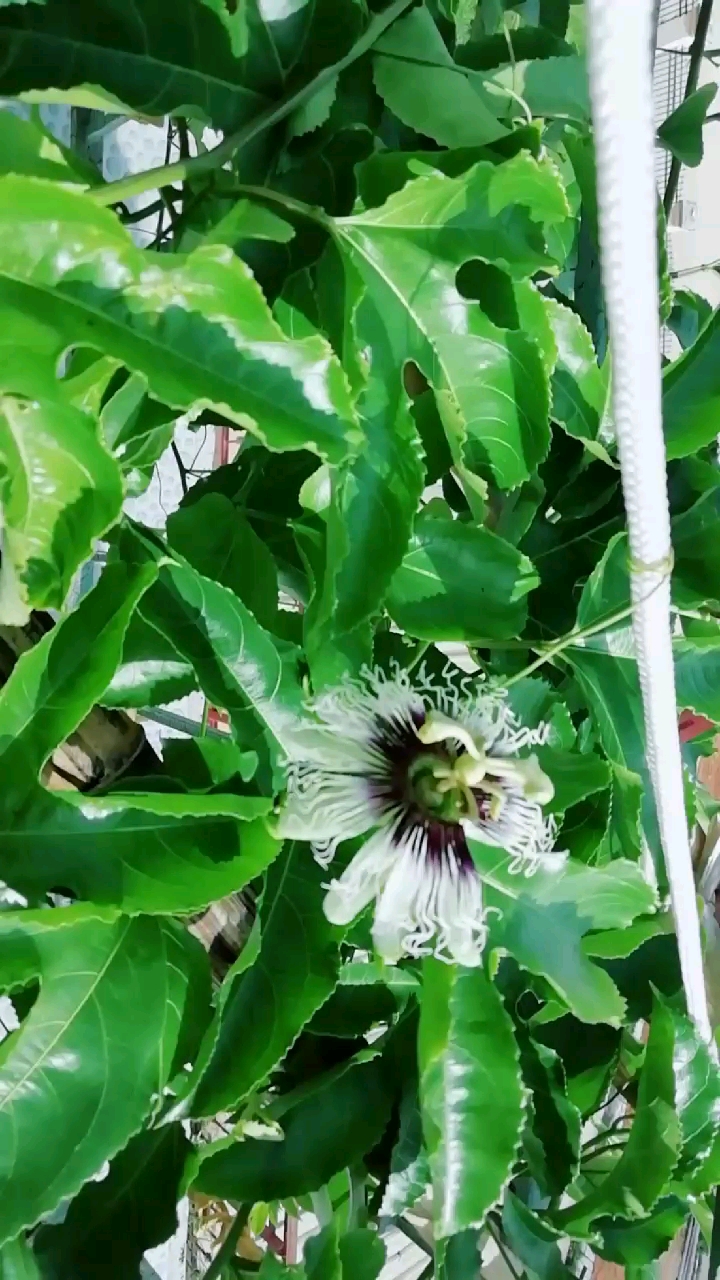 百香果开花