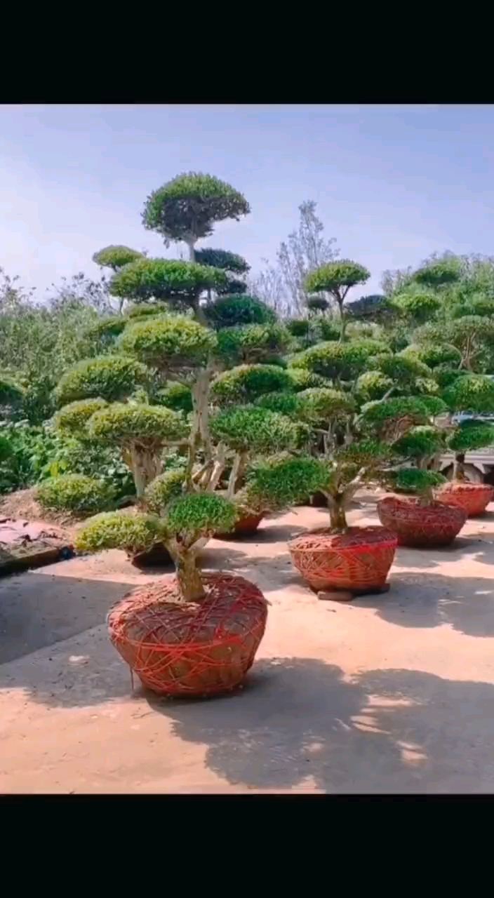 精品瓜子黄杨造型树,四季常青不落叶,耐寒耐旱南北方都可以栽植