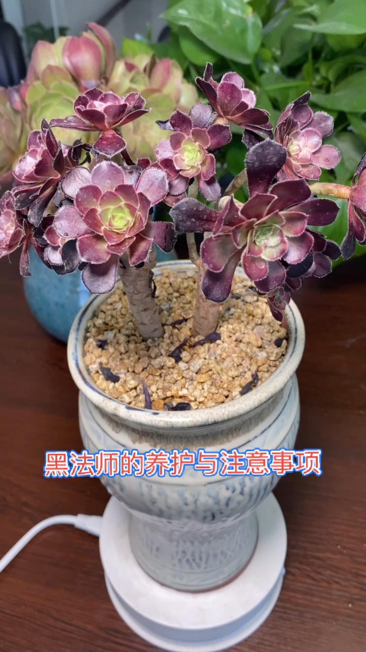 有一种可爱叫多肉黑法师如何养护多肉的养殖与注意事项