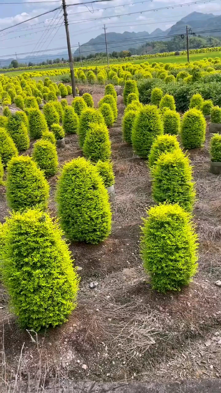 亮晶女贞你喜欢吗?