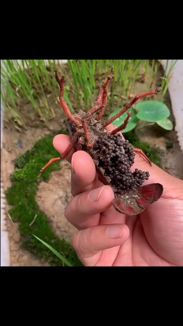 动物世界#满籽的小龙虾