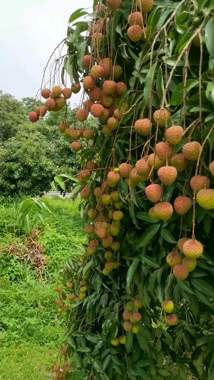 荔枝#树上的荔枝果很多,风景很美～～吃一个吧