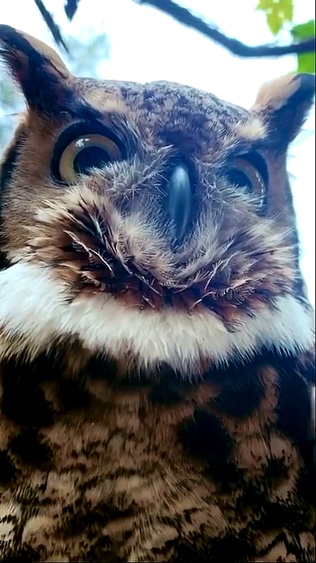 动物世界#大雕鸮的叫声