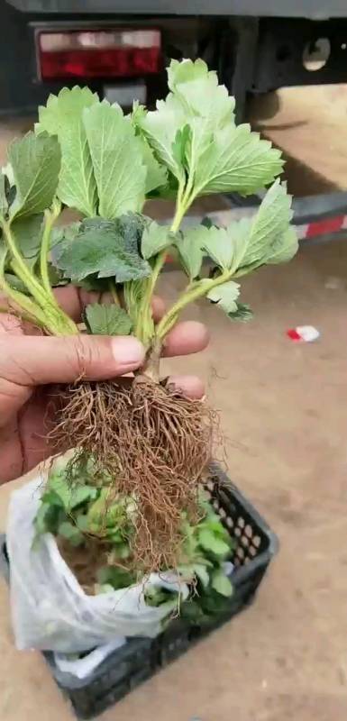 红颜草莓苗#大叶红颜草莓苗冷藏车发货-度小视