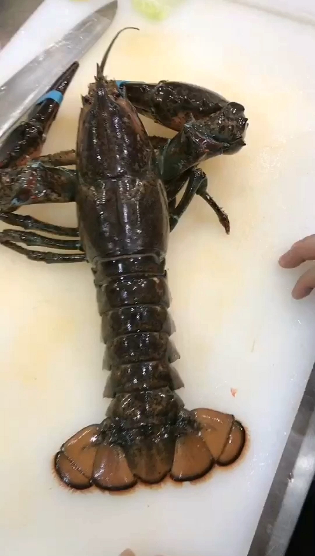 龙虾#四斤重的龙虾分解,大家有喜欢吃这个龙虾的吗?