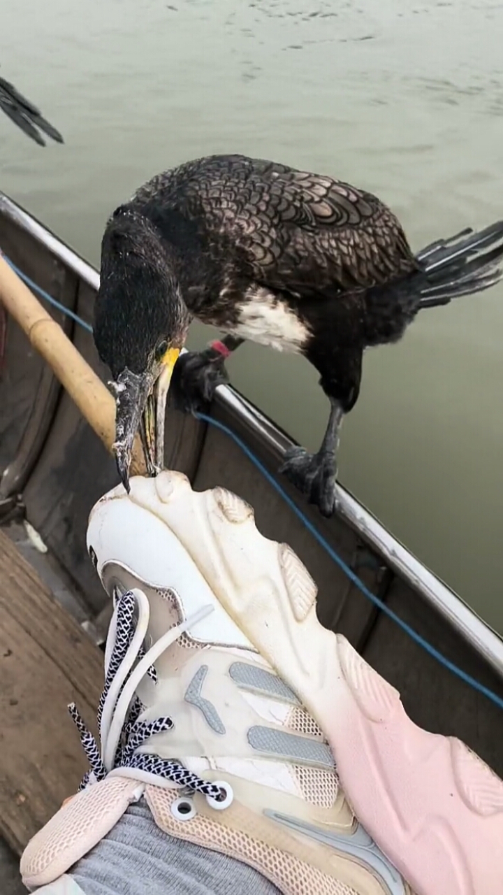 鸬鹚长这么大嘴巴不咬东西就是难受,这鞋子估计有鱼腥味,所以鸬鹚才会