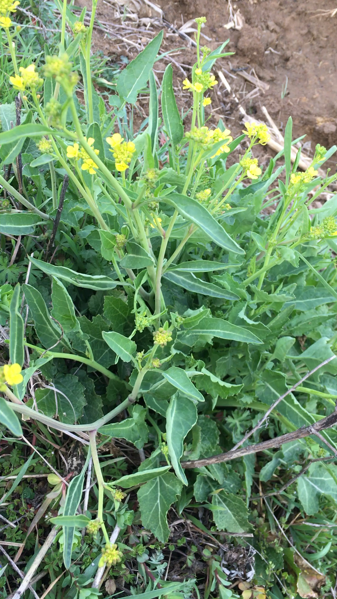 野辣菜花开