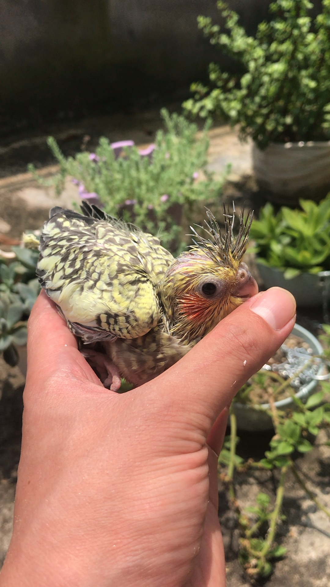 珍珠玄鳳全身灰斑類似珍珠所以叫珍珠玄鳳鸚鵡也是可以合法飼養的鸚鵡