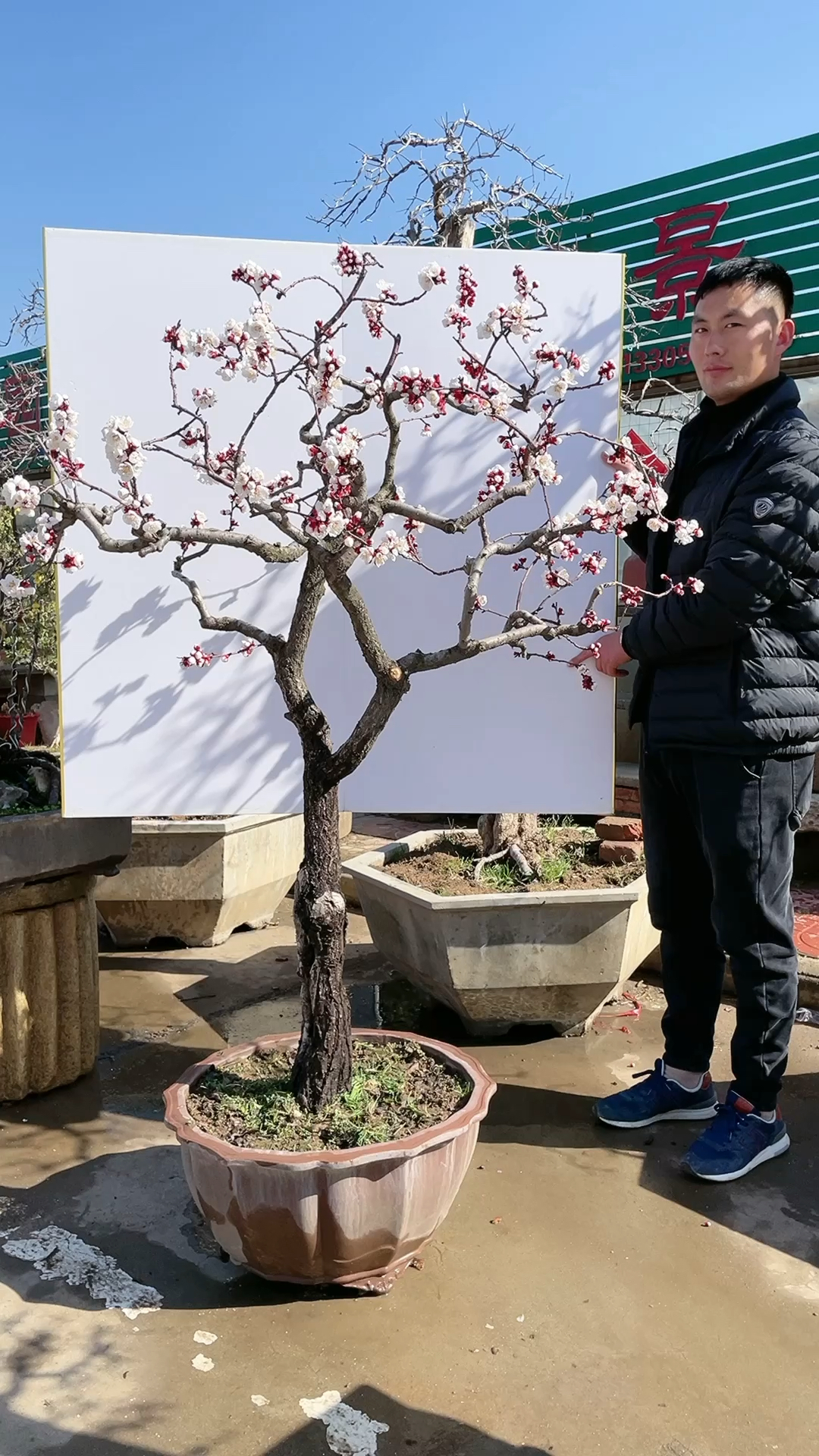 杏树盆景