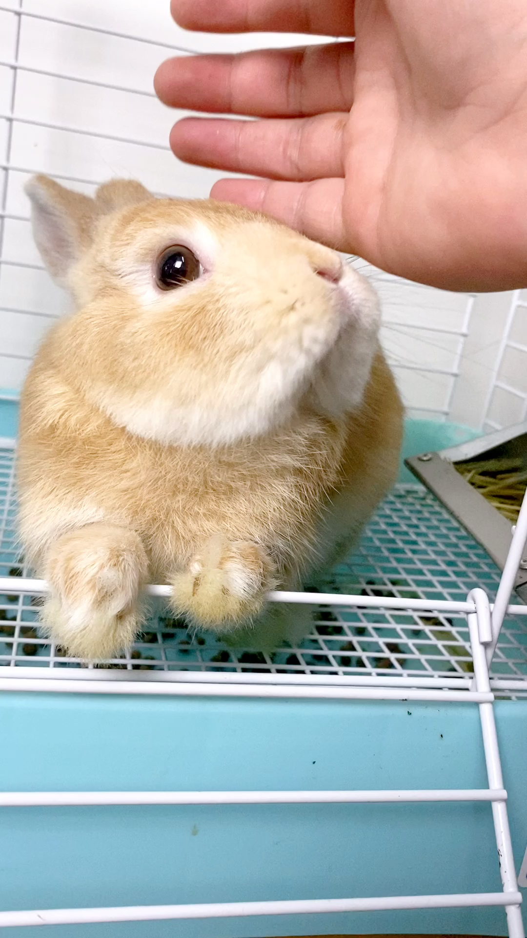 我家宠物成精了#看看成年的荷兰侏儒兔!摸一摸性格更亲人!-度小视