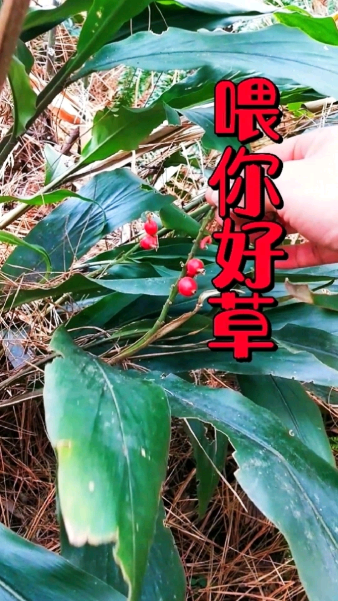 认识中草药山姜别名箭杆风九姜连为姜科山姜属植物山姜叶似姜四季常绿