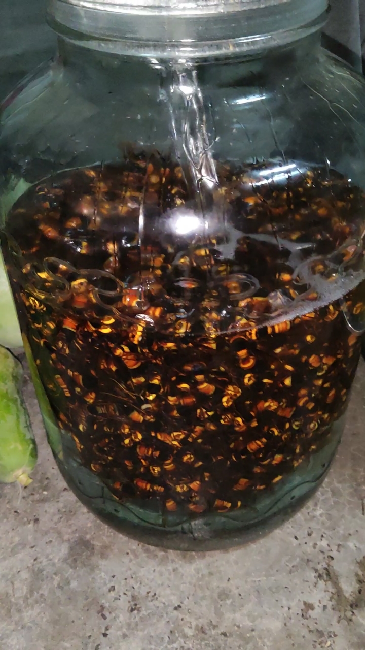 黑尾大地虎活蜂泡老酒效果杠杠的