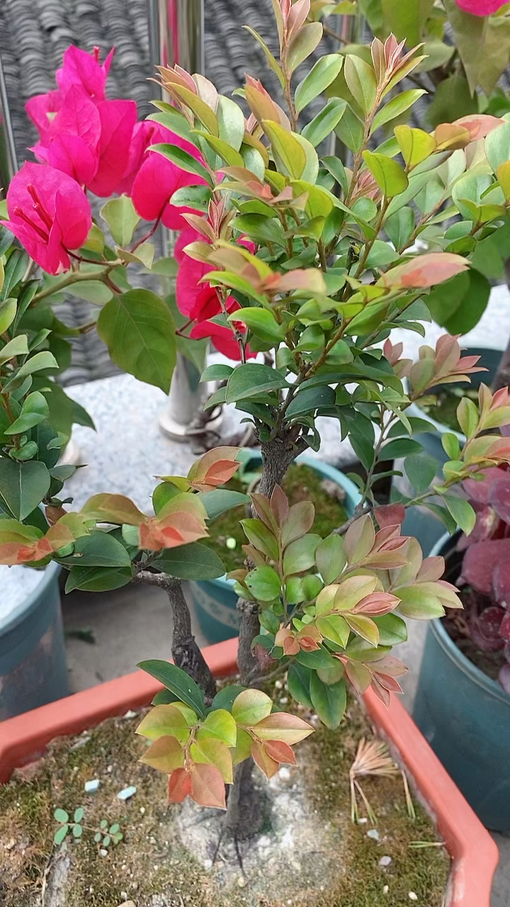 黑骨茶盆景#小叶紫檀盆栽,黑骨茶盆栽植物-度小视