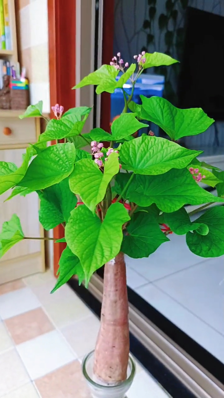 我这里叫地瓜,开花了!你们那里叫什么,看过开花的吗?