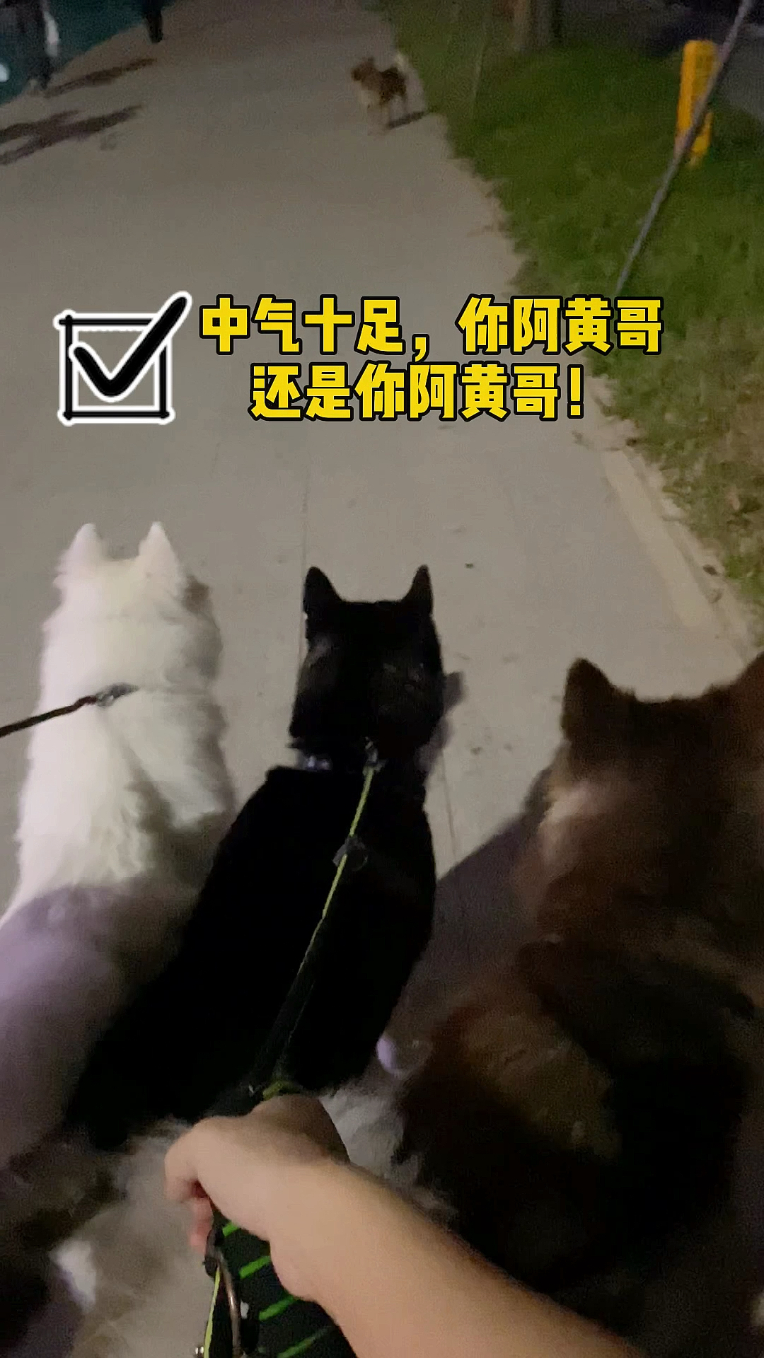 我家萌宠成精了你们猜雪橇三傻和阿黄谁厉害