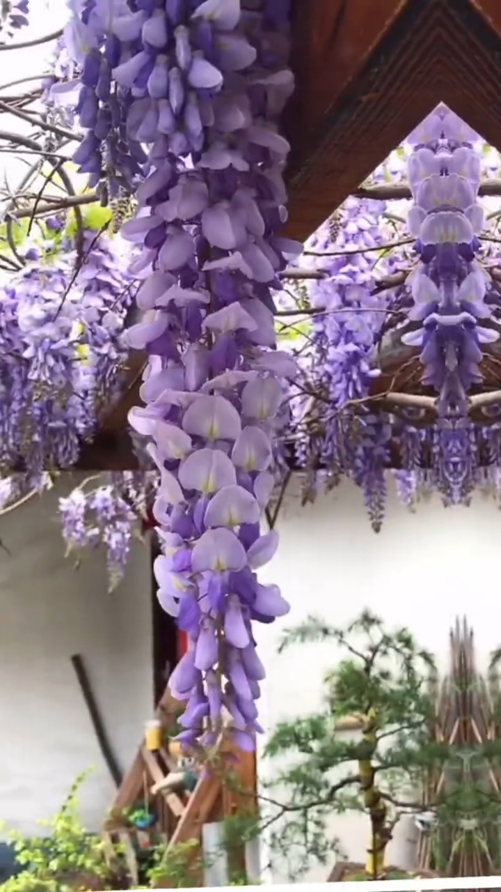紫藤花开花浓香型,耐寒耐旱南北方都可以栽植,寓意紫气东来