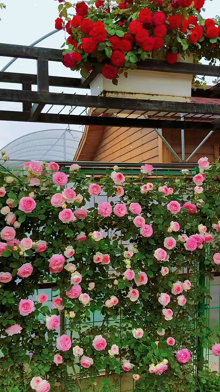 这样的月季做出的围栏你喜欢吗