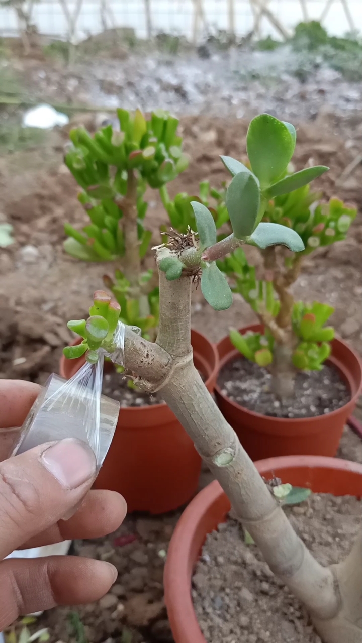 嫁接技术#玉树嫁接吸财树过程,懂得人极少