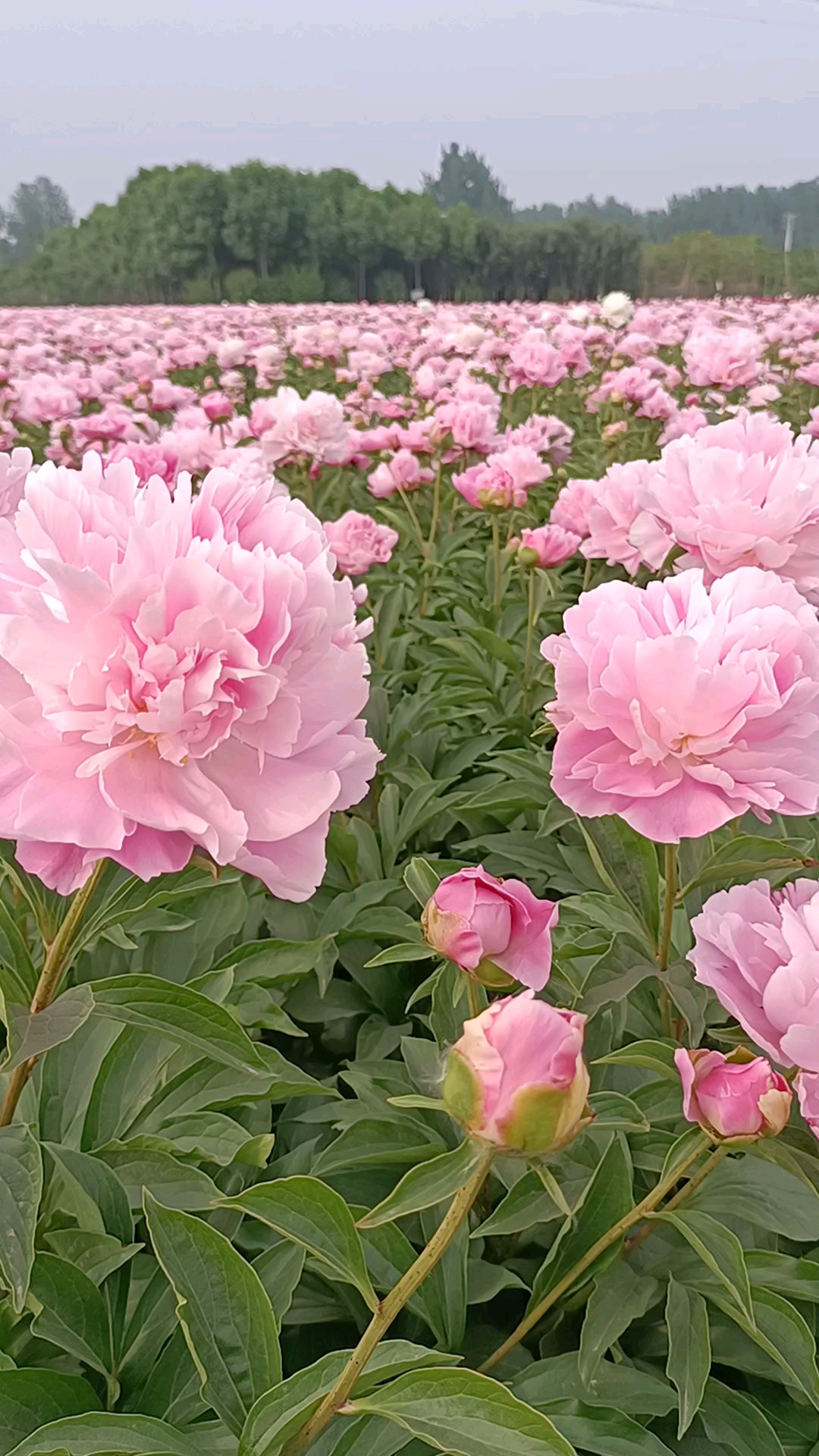 芍药花品种《桃花飞雪》