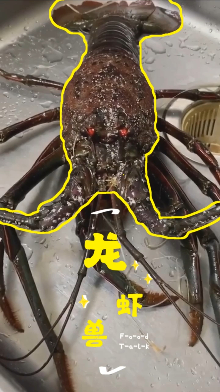 建议这只龙虾申请环太平洋6级龙虾兽,霸气外露真心不敢下嘴.