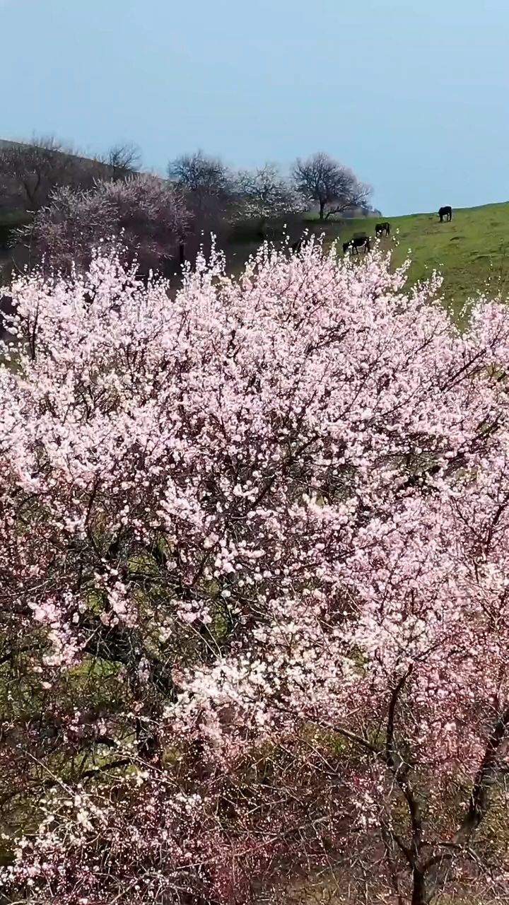 最美風景#吐爾根的杏花終於要開了!