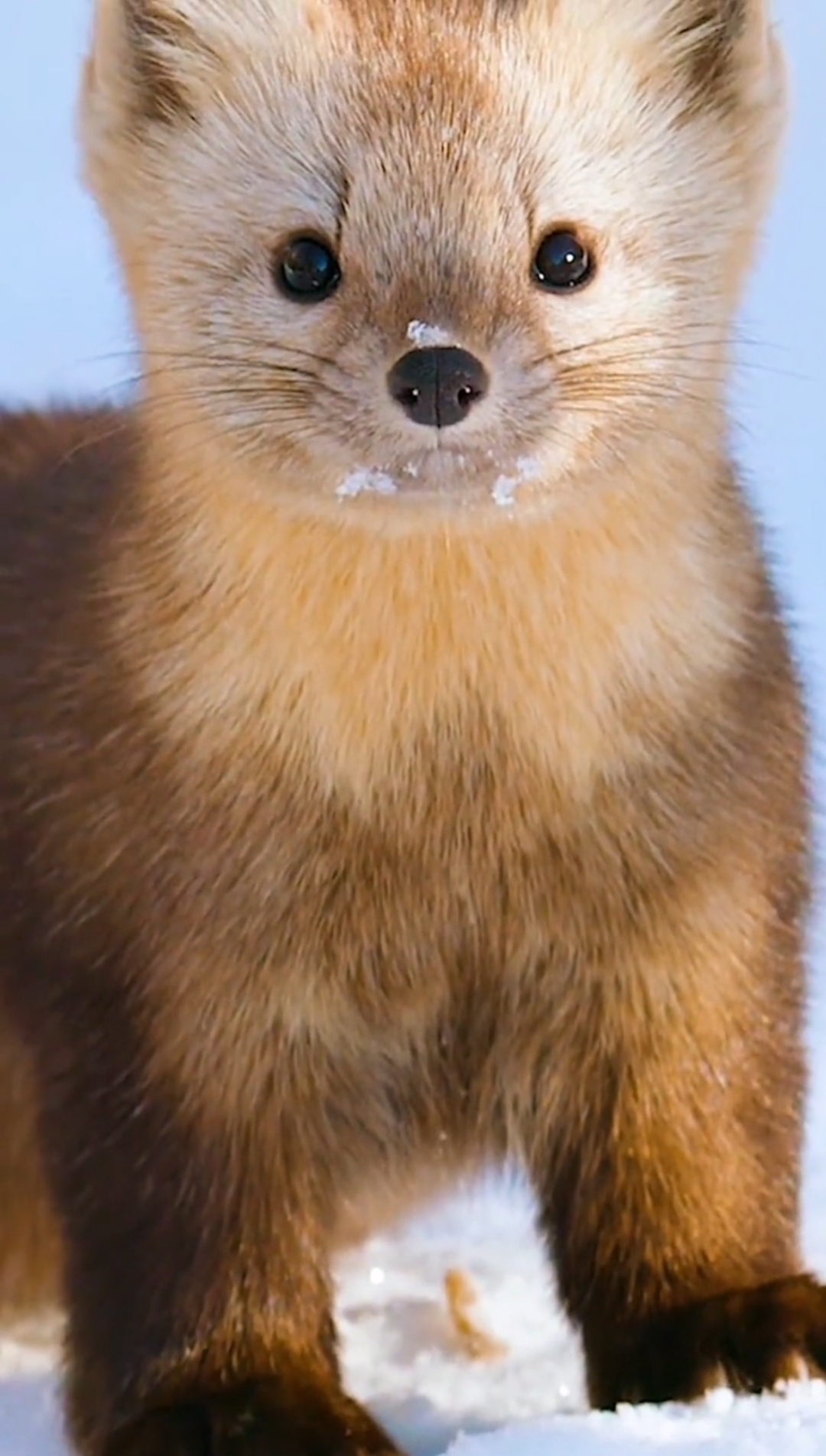 动物世界紫貂虽然长相极其可爱但是永远都是动物摄影师的噩梦你知道