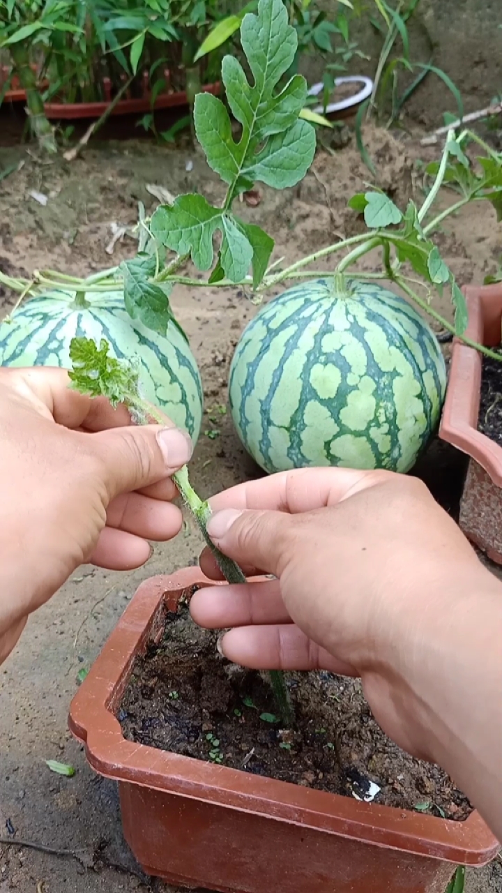 这是嫁接高手#南瓜做钻木嫁接西瓜,提高抗病性,提高产量