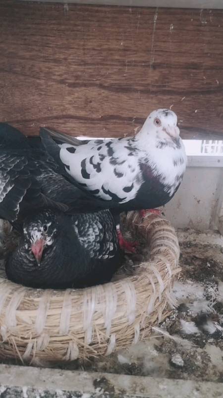 音为有你#一对黑花皮特兰鸽子.-全民小视频