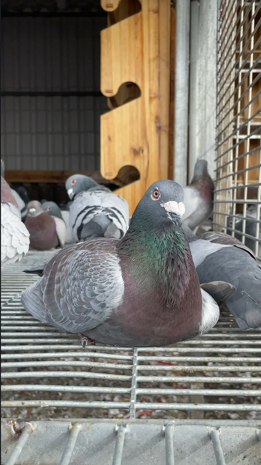 鸽子#铁锈红霸气侧漏