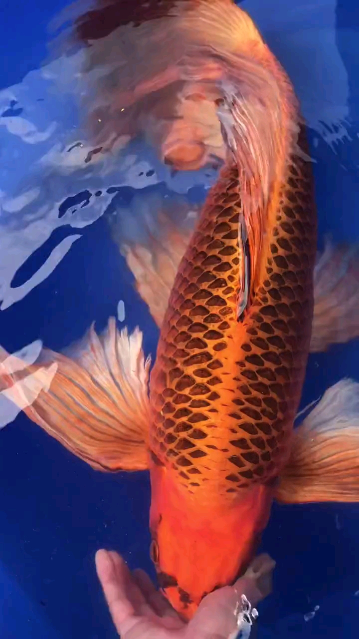 火凤凰鱼,见者发财