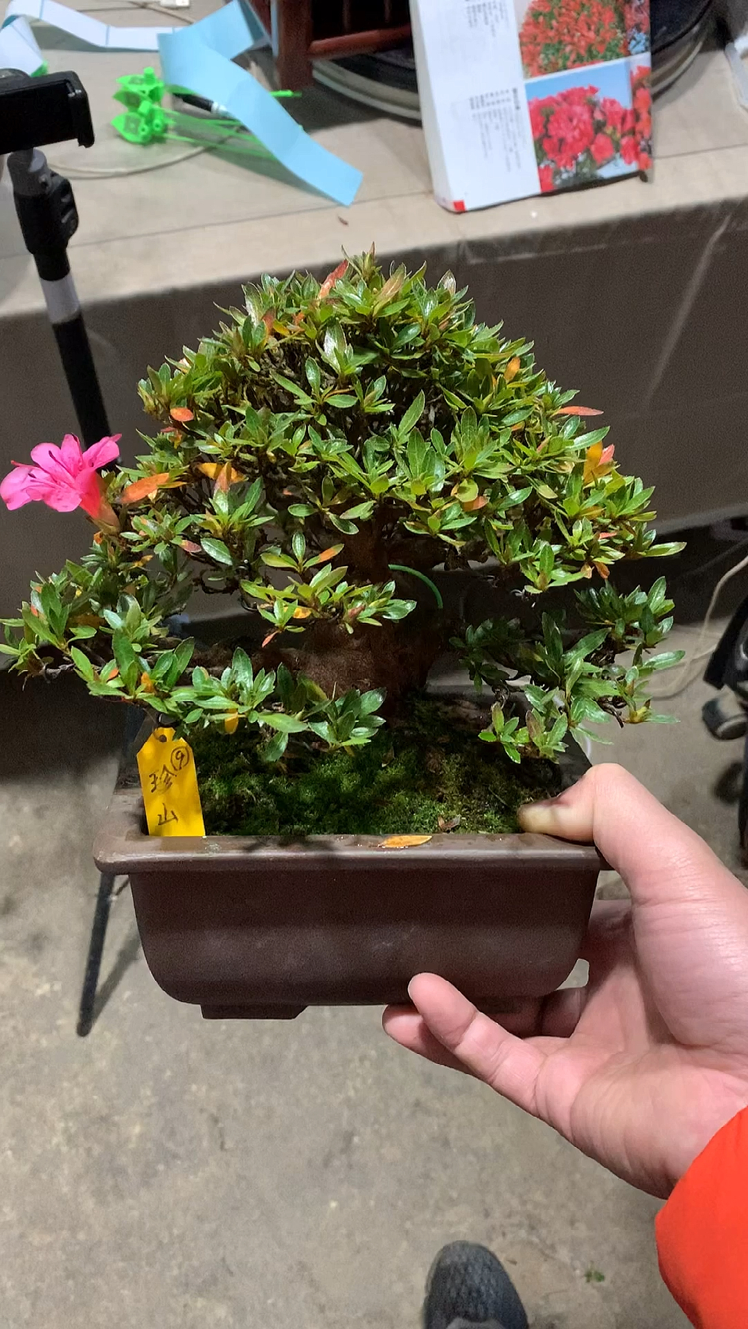 皋月杜鹃花,品种珍山