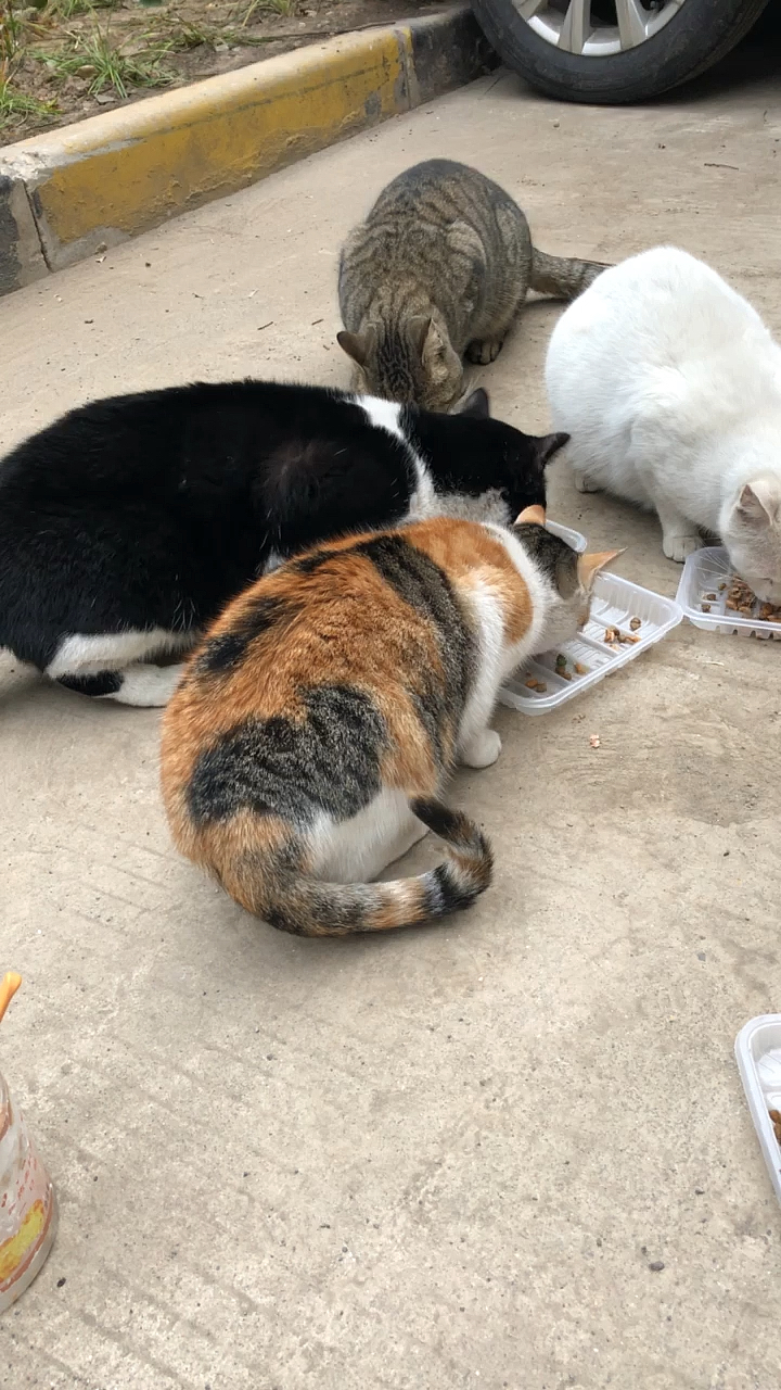 关爱流浪猫#三儿俩女都在