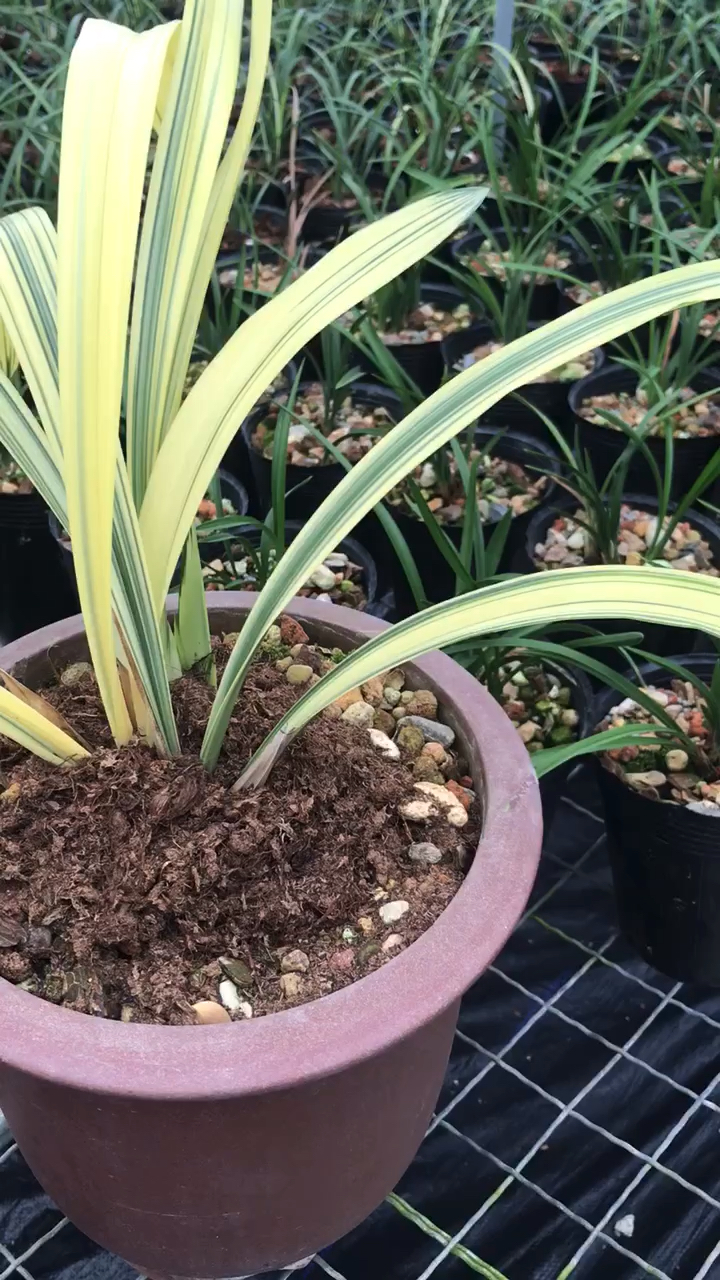 墨兰高级线艺【十八学士】