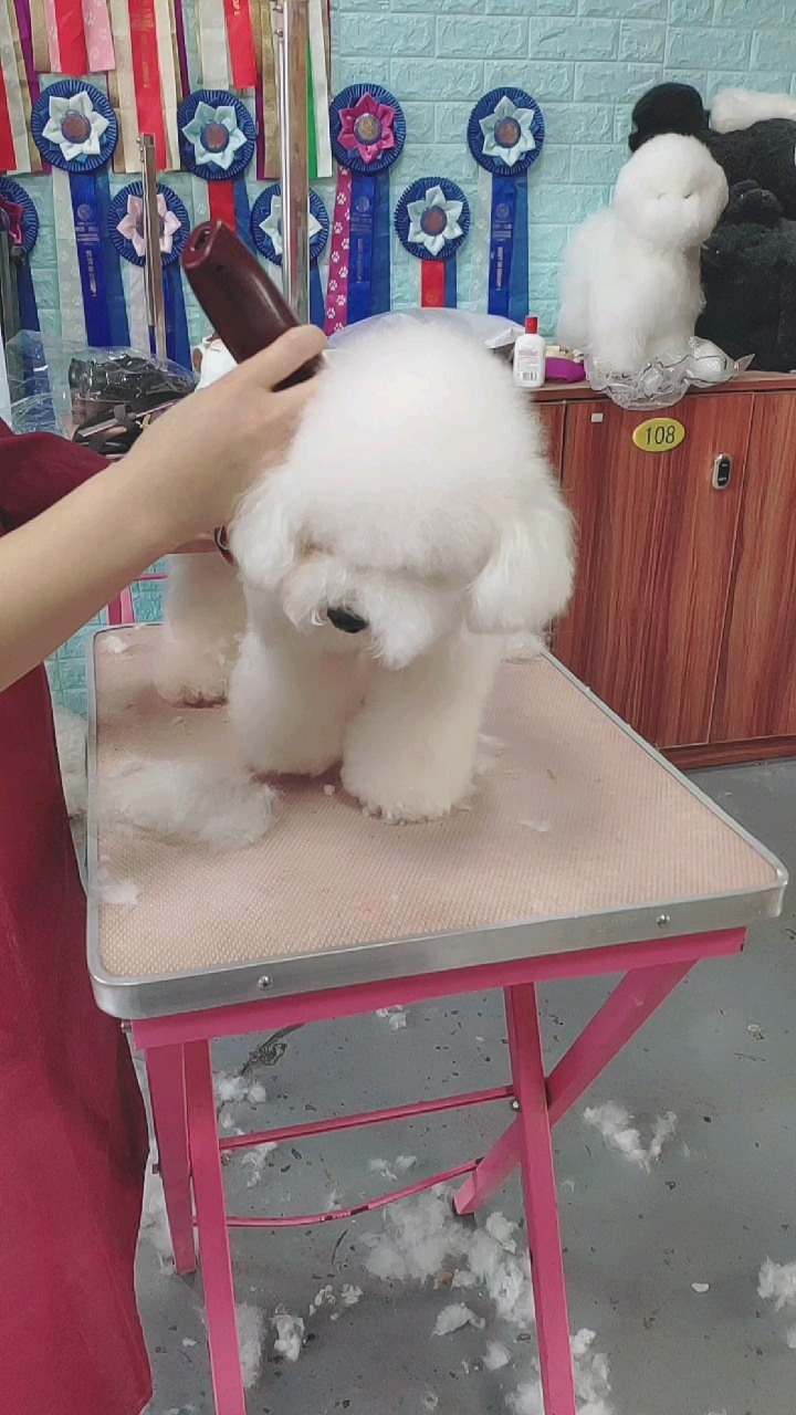 比熊#比熊剃毛,留毛长度9毫米-度小视