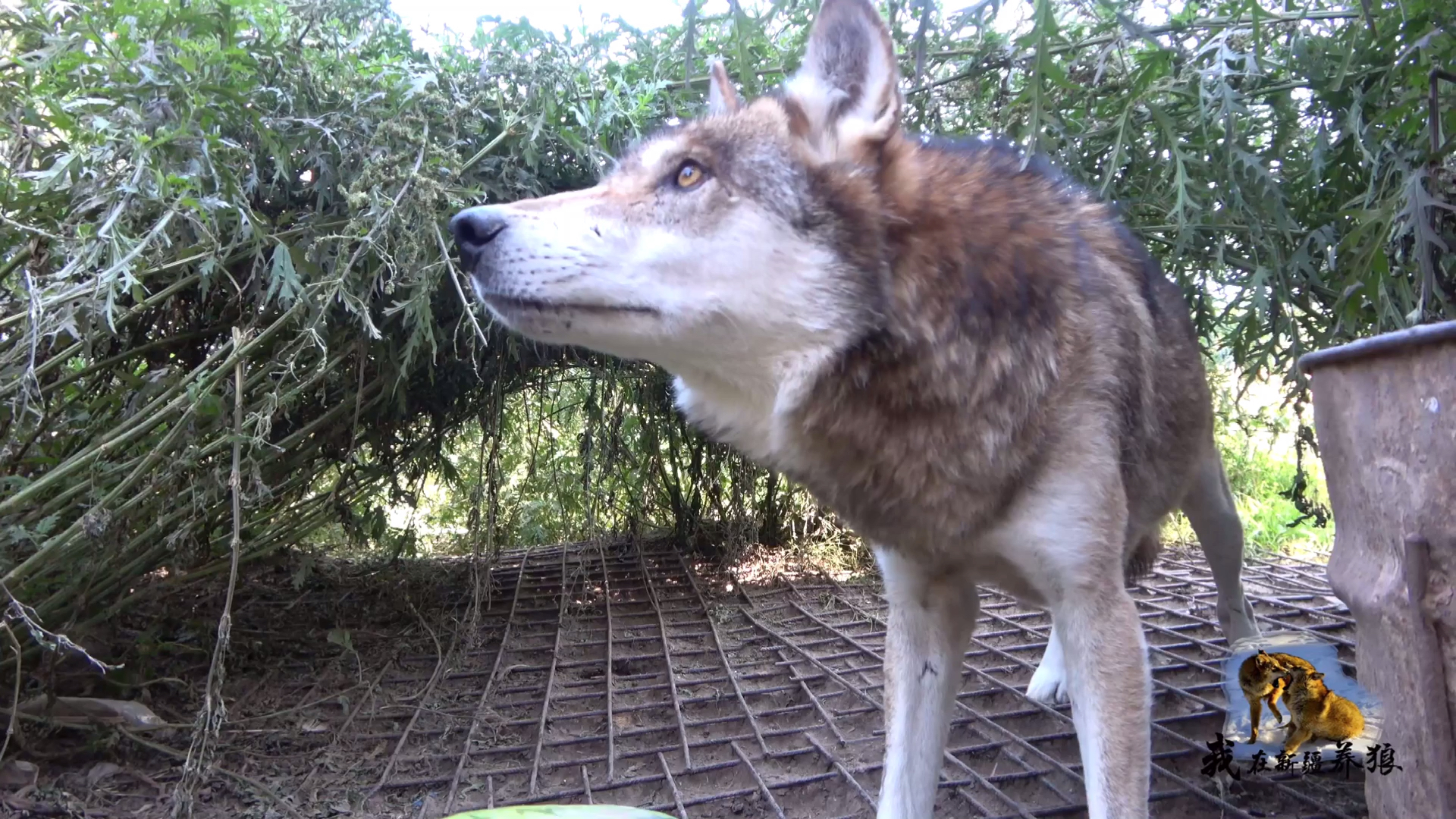 狼一次能咬多大的食物?