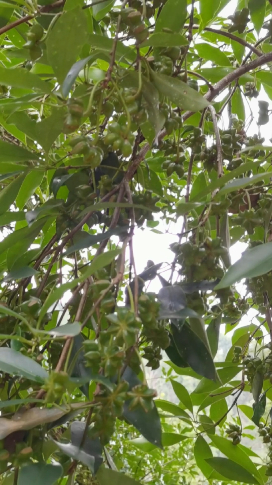 好物测评#罗马品种八角嫁接树,你们觉得这多吗?