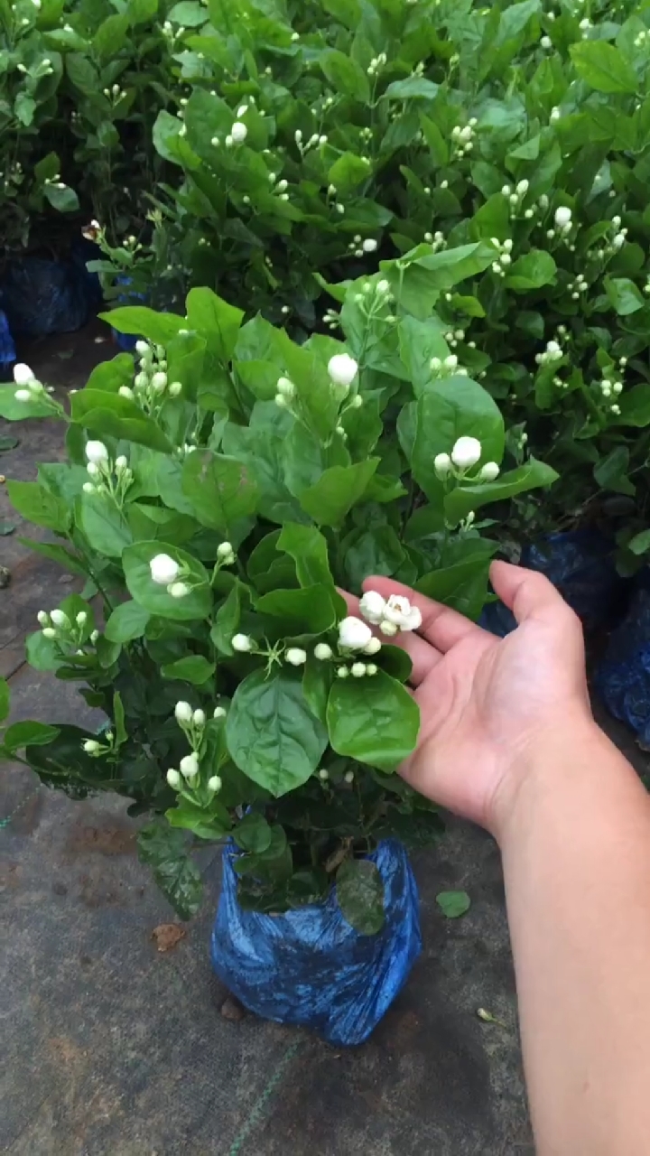 我的小花园#茉莉花