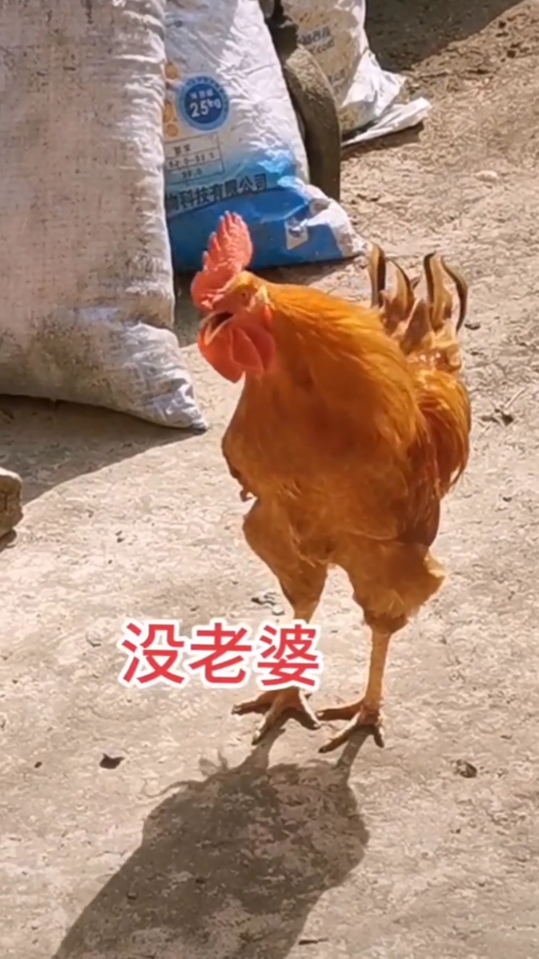 搞笑段子剧#调皮的公鸡和母鸡