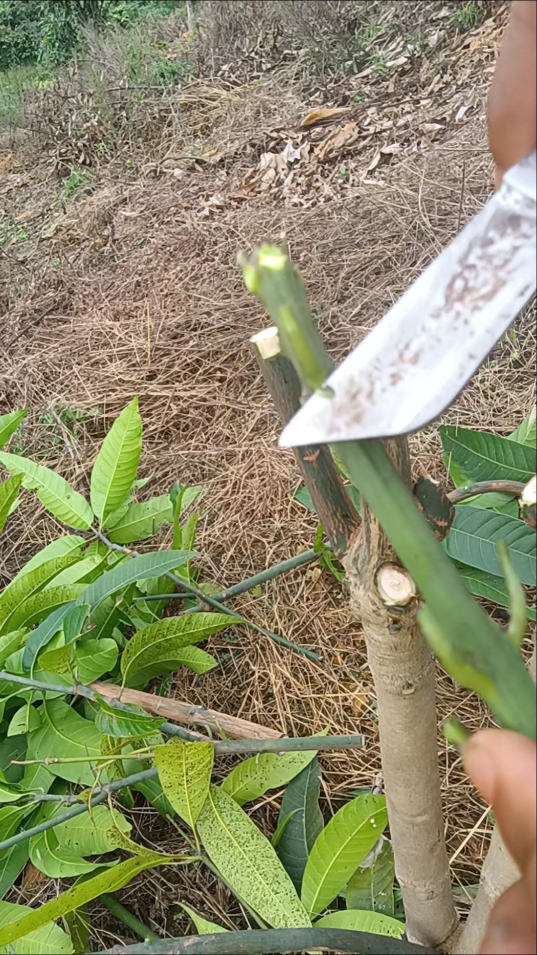 果农芒果嫁接技术分享,你学会了吗?