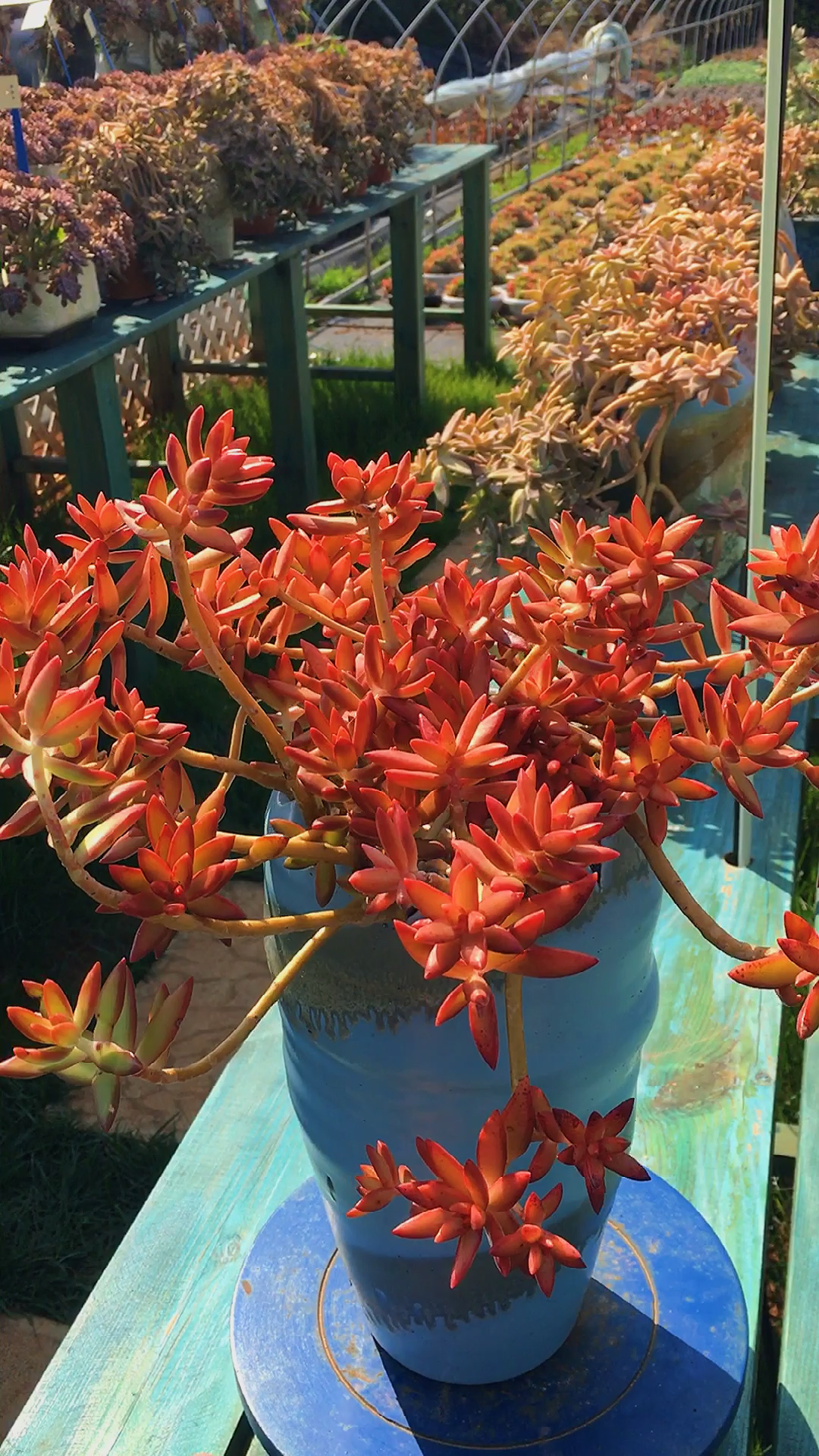 有一种可爱叫多肉!#加州落日