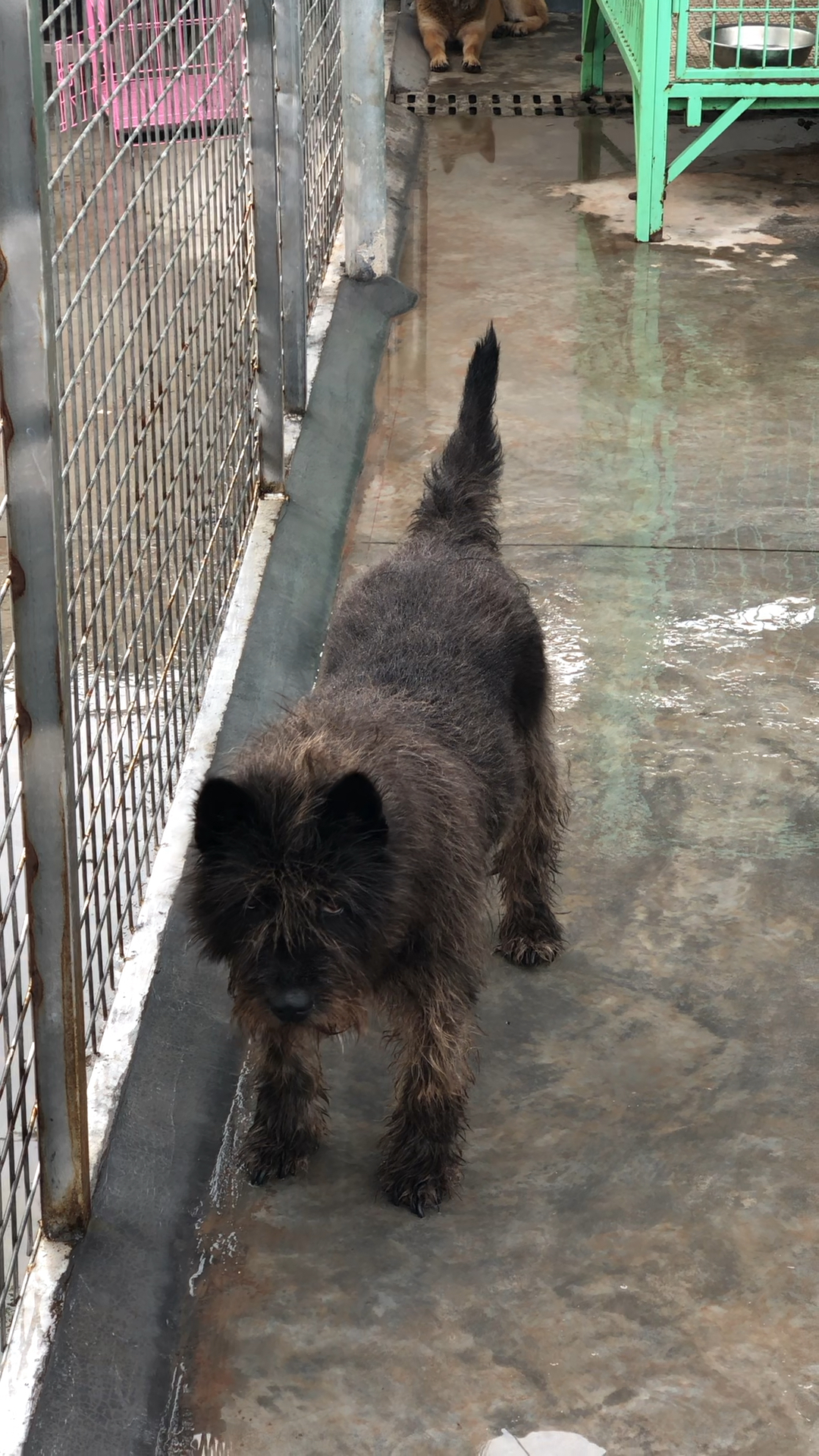 中华田园犬#贵州黑胡子狗