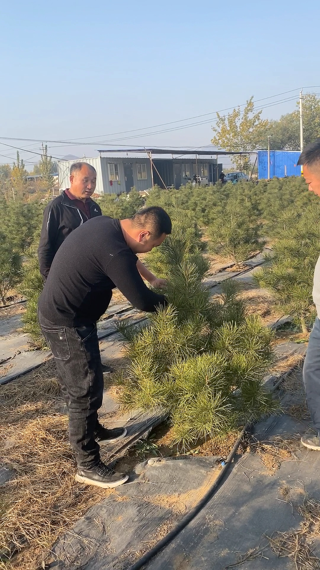 回访山东老客户基地现场指导白皮松修剪和管理我不是专家我只是喜欢