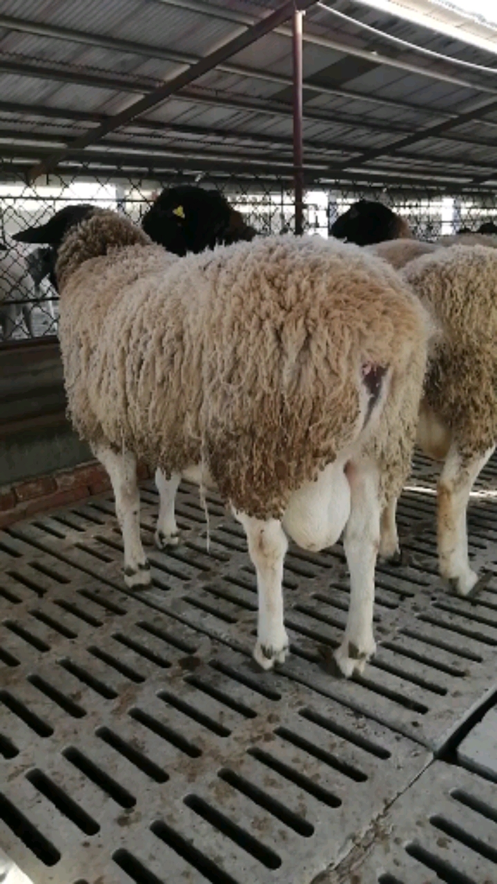 杜泊绵羊,杜泊种公羊,纯种黑头杜泊绵羊种公羊