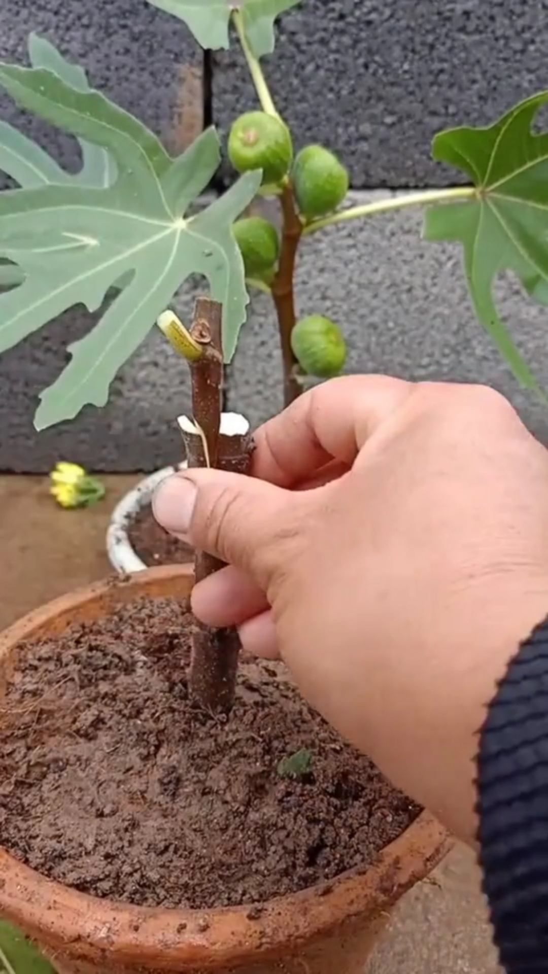 嫁接技术#无花果嫁接技术分享.-度小视