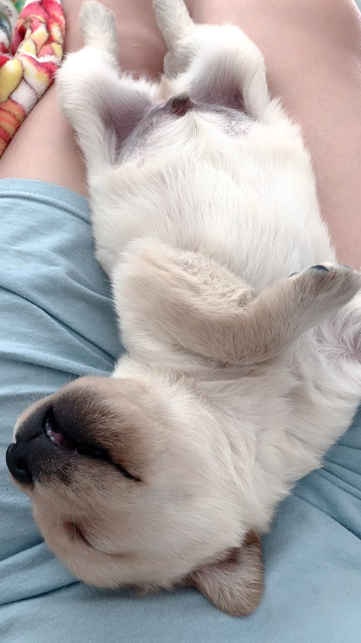 原声小奶狗睡觉打呼声!好开爱啊