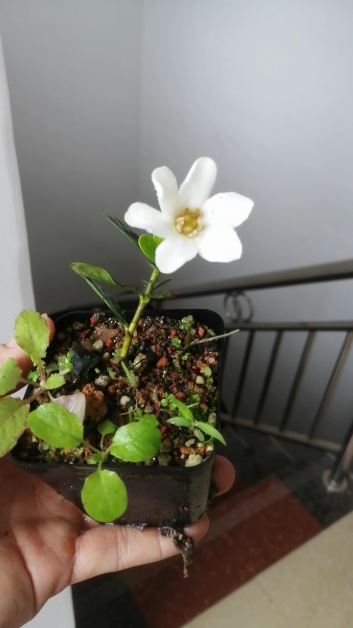 盆景#达摩栀子花