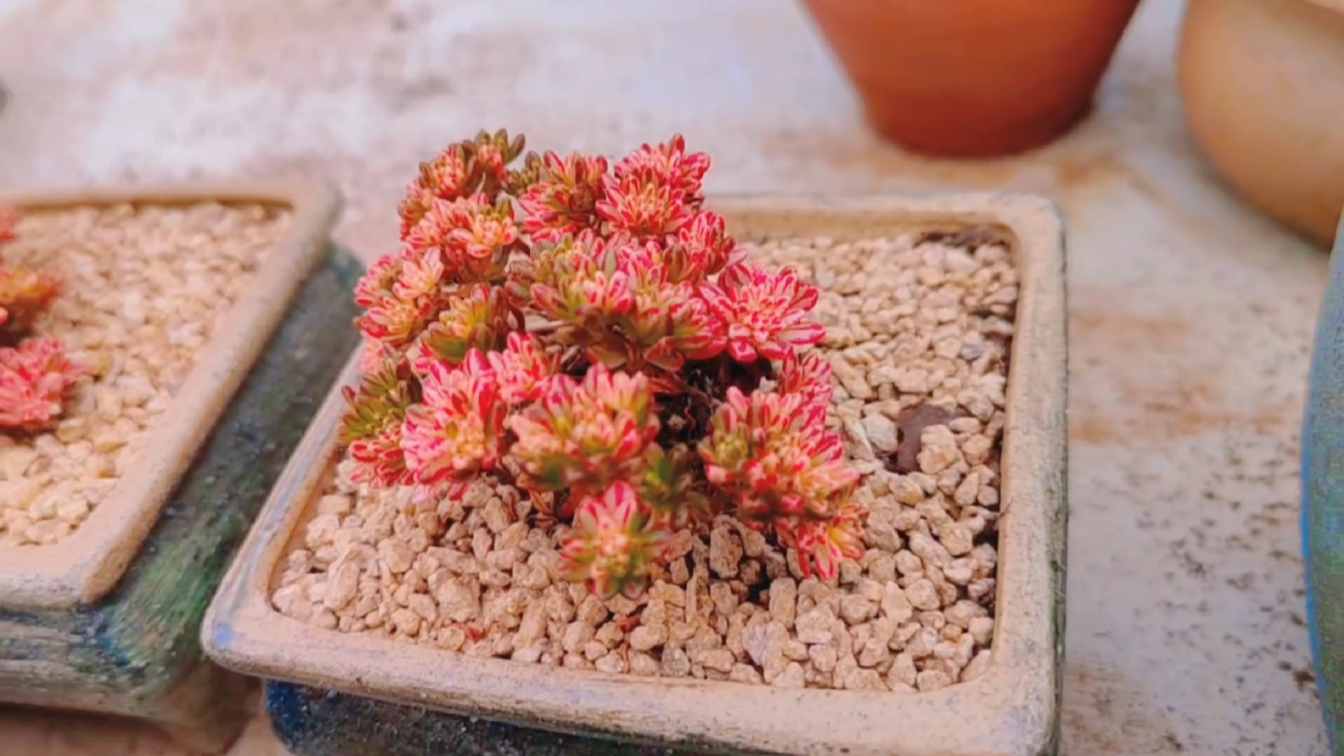 多肉植物#美得让人不敢相信的小人祭锦,这颜值我爱了!