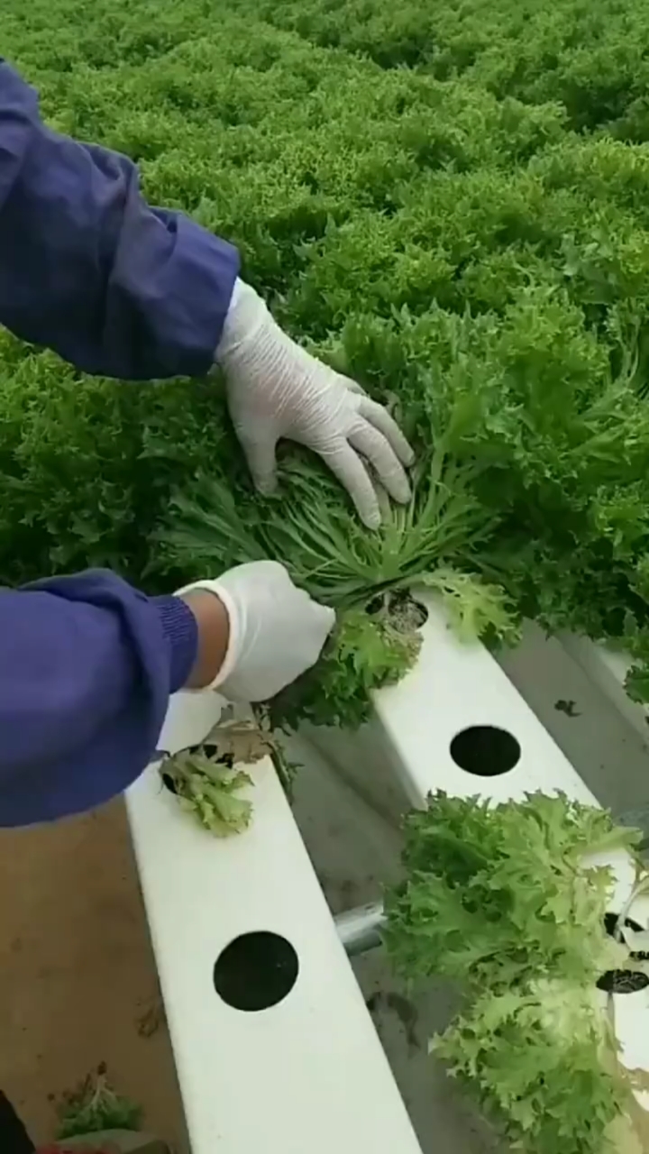 音为有你无土栽培苦菊太漂亮了